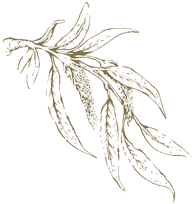 Barca At Godrej MSR City